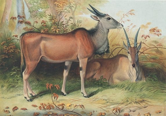 Vintage Illustrations Of Eland In Public Domain