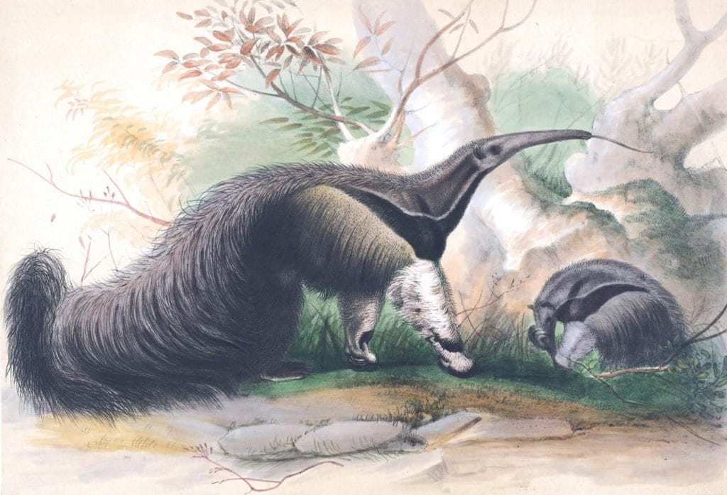 Vintage Illustrations Of Great Anteater In Public Domain