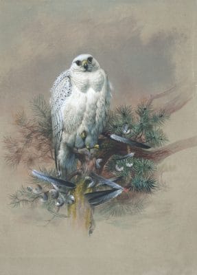 Vintage Illustrations Of Greenland Falcon In Public Domain