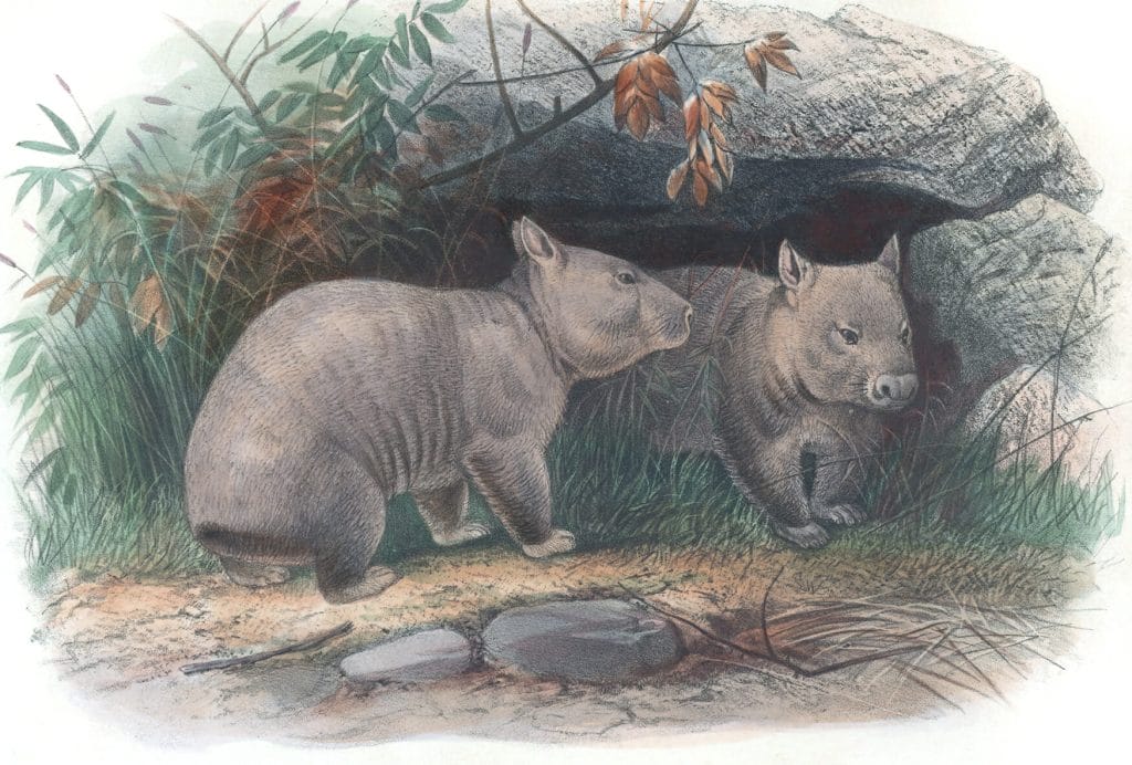 Vintage Illustrations Of Hairy Nosed Wombat In Public Domain