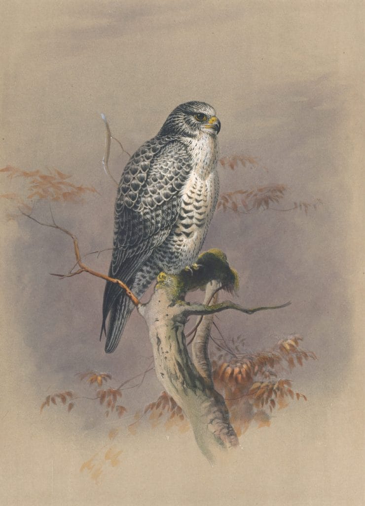 Vintage Illustrations Of Iceland Falcon In Public Domain