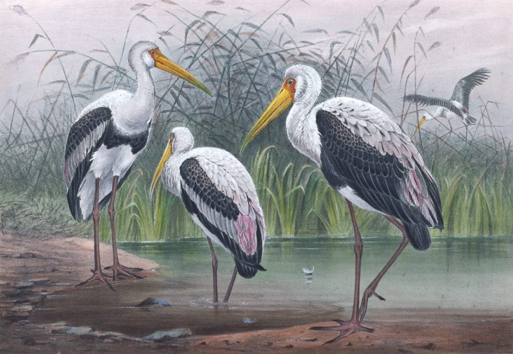 Vintage Illustrations Of Indian Wood Ibis In Public Domain