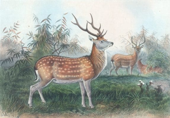 Vintage Illustrations Of Japanese Deer In Public Domain