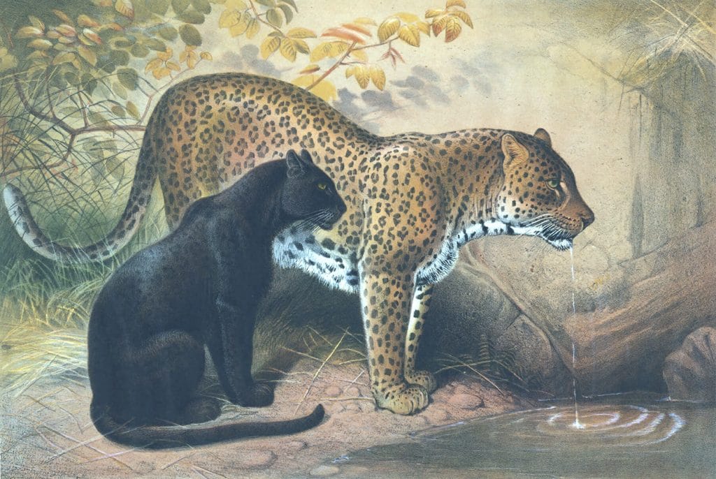 Vintage Illustrations Of Leopard In Public Domain