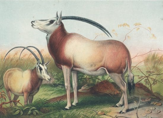 Vintage Illustrations Of Leucoryx Antelope In Public Domain