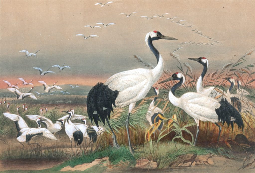 Vintage Illustrations Of Mantchurian Crane In Public Domain