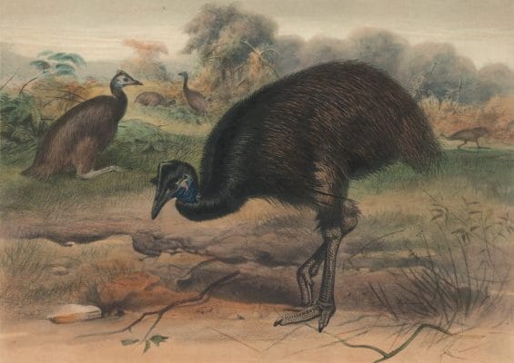 Vintage Illustrations Of Mooruk Or Cassowary In Public Domain