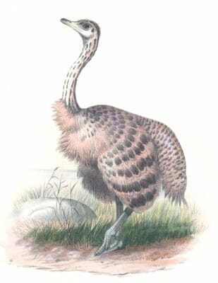 Vintage Illustrations Of Osterich In Public Domain