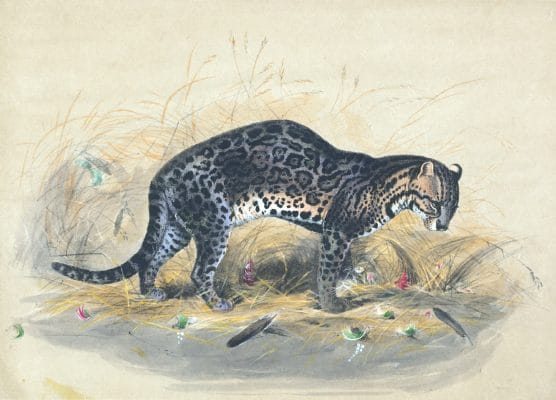 Vintage Illustrations Of Painted Ocelot In Public Domain