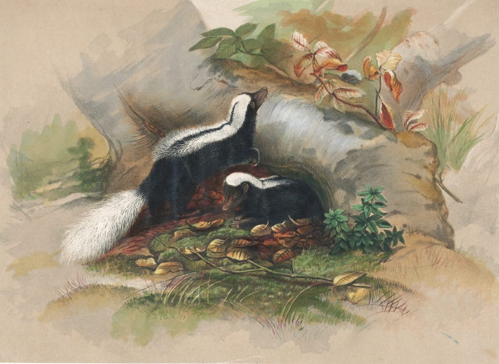 Vintage Illustrations Of Patagonian Skunk In Public Domain