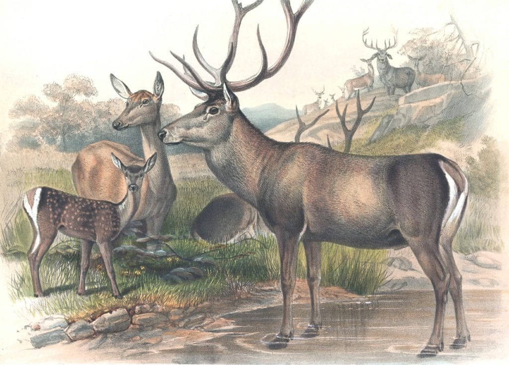 Vintage Illustrations Of Persian Deer In Public Domain