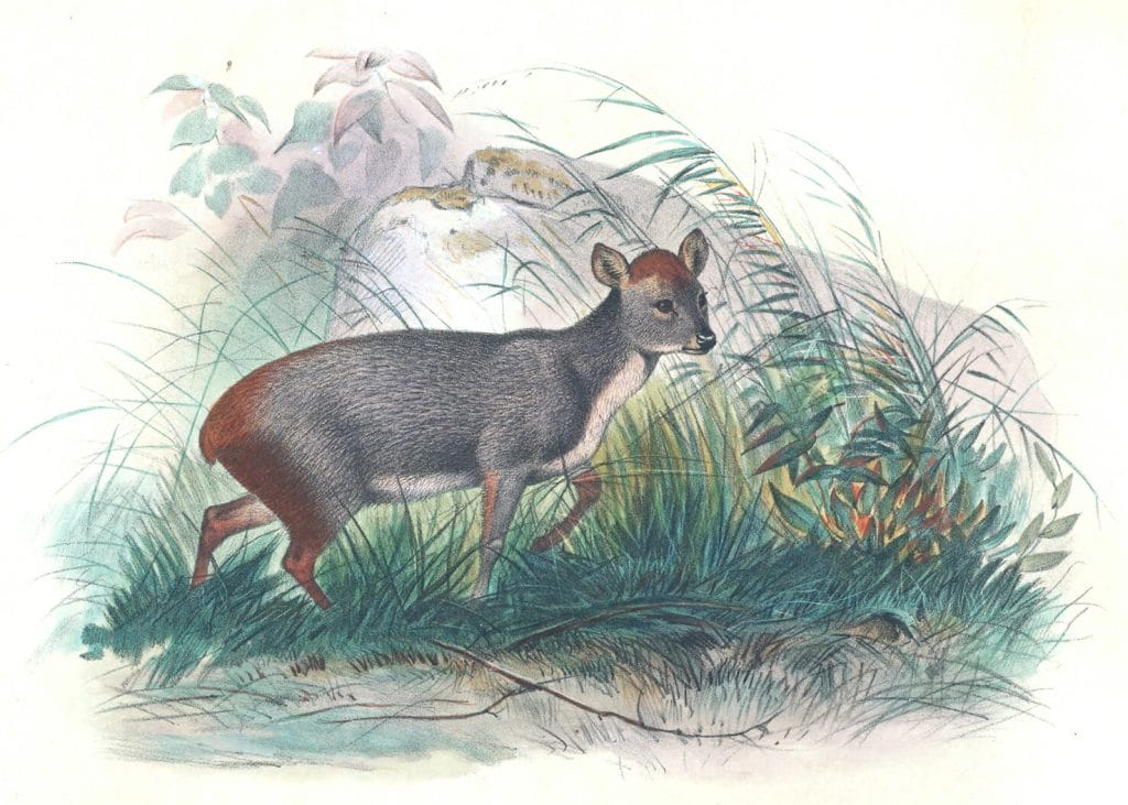 Vintage Illustrations Of Pudu Deer In Public Domain