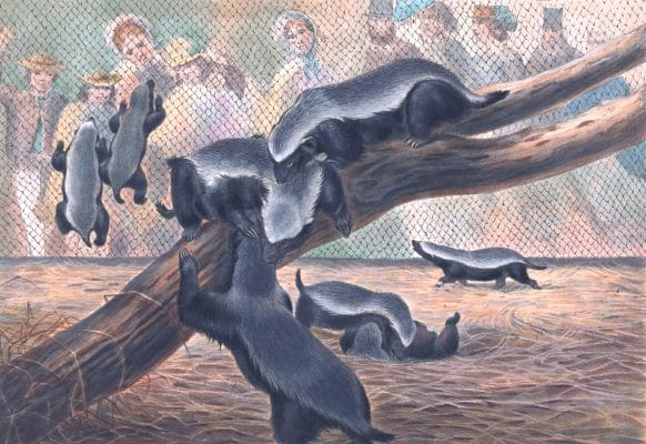 Vintage Illustrations Of Ratels Or Honey Badger In Public Domain 1