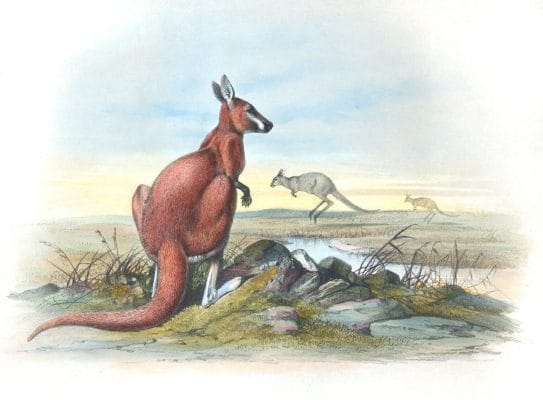 Vintage Illustrations Of Red Kangaroo In Public Domain