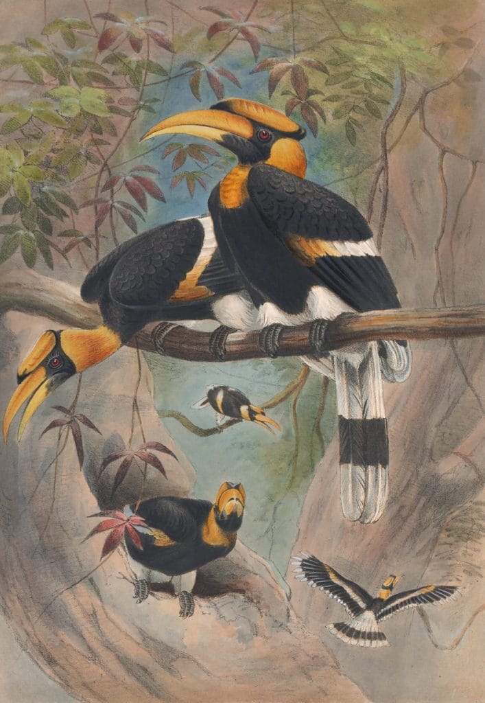 Vintage Illustrations Of Rhinoceros Hornbill In Public Domain