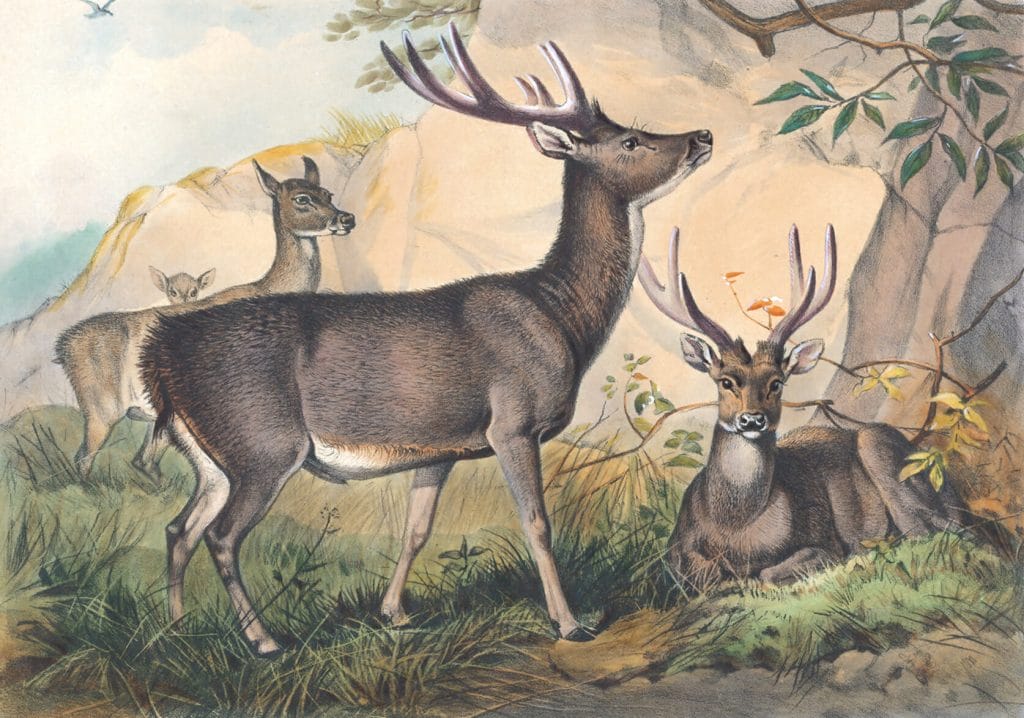Vintage Illustrations Of Rusa Deer In Public Domain