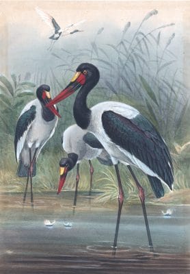 Vintage Illustrations Of Saddle Billed Stork In Public Domain