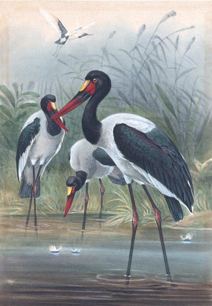 Vintage Illustrations Of Saddle Billed Stork In Public Domain