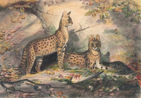 Vintage Illustrations Of Serval In Public Domain