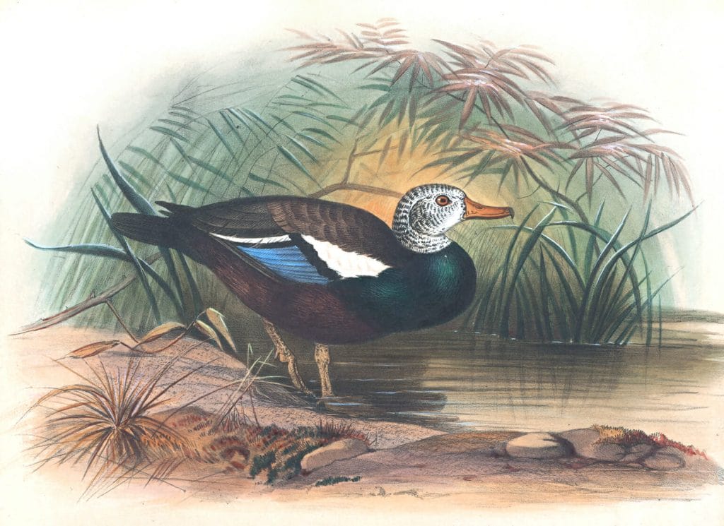 Vintage Illustrations Of Shielded Duck In Public Domain