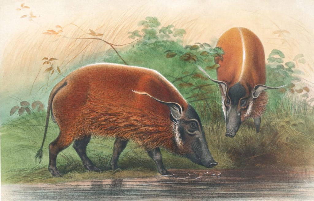 Vintage Illustrations Of South African River Hog In Public Domain