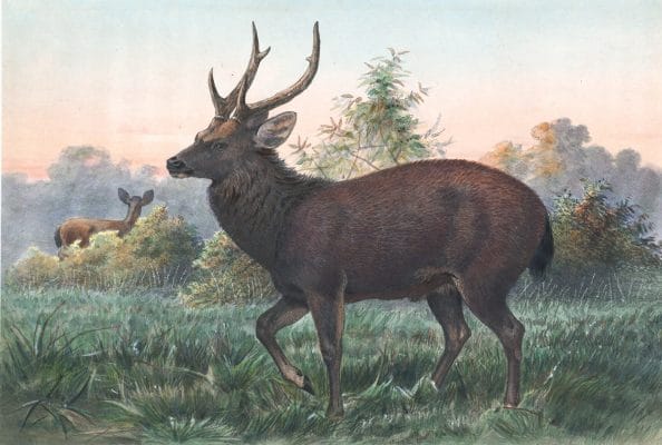 Vintage Illustrations Of Swinhoes Deer In Public Domain