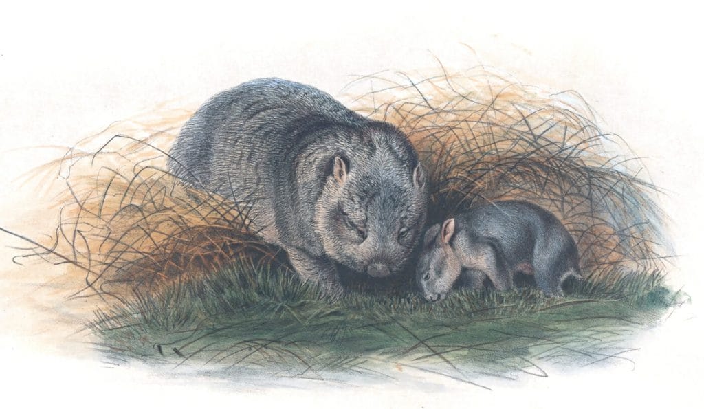 Vintage Illustrations Of Tasmanian Wombat In Public Domain