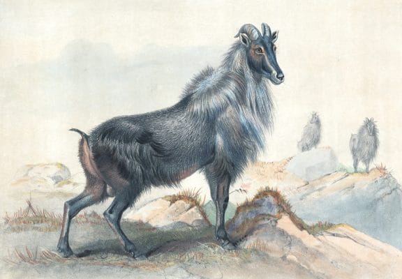 Vintage Illustrations Of Thar Goat In Public Domain