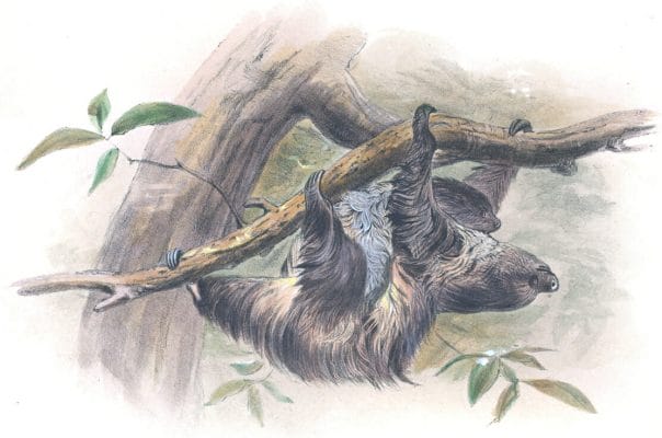 Vintage Illustrations Of Three Toed Sloth In Public Domain