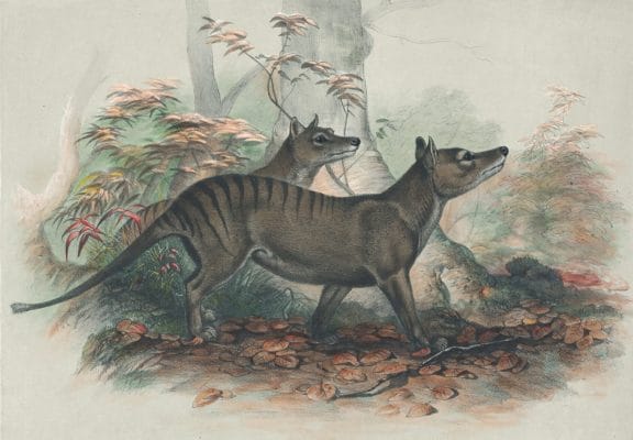 Vintage Illustrations Of Thylacine Or Tasmanian Tiger In Public Domain