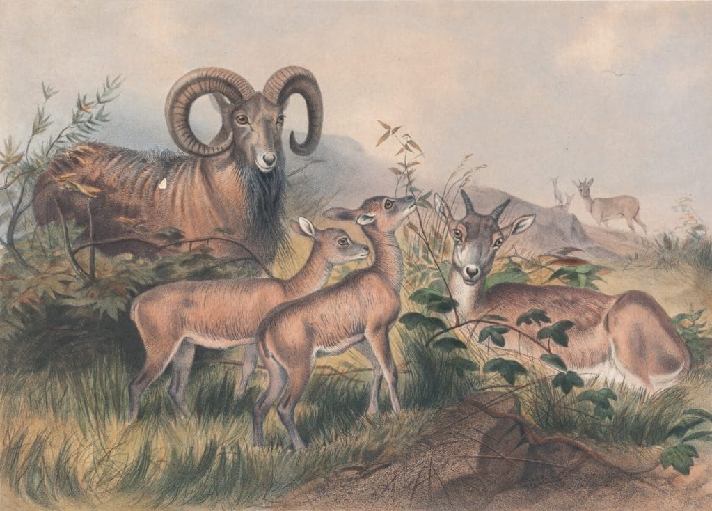 Vintage Illustrations Of Vignes Wild Sheep In Public Domain