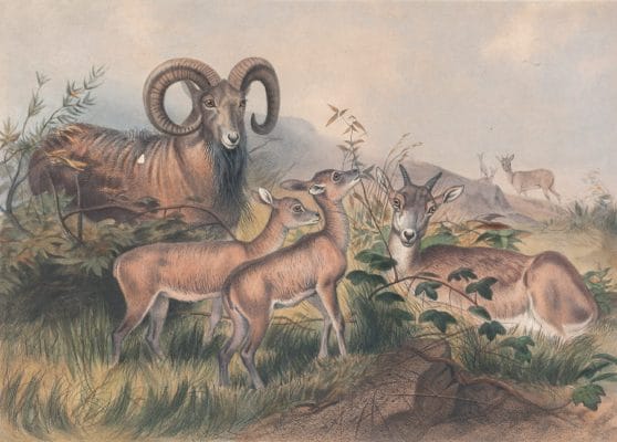 Vintage Illustrations Of Vignes Wild Sheep In Public Domain