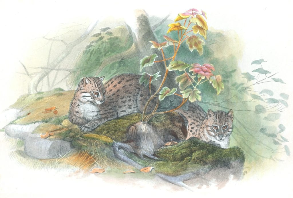 Vintage Illustrations Of Wagati Cat In Public Domain