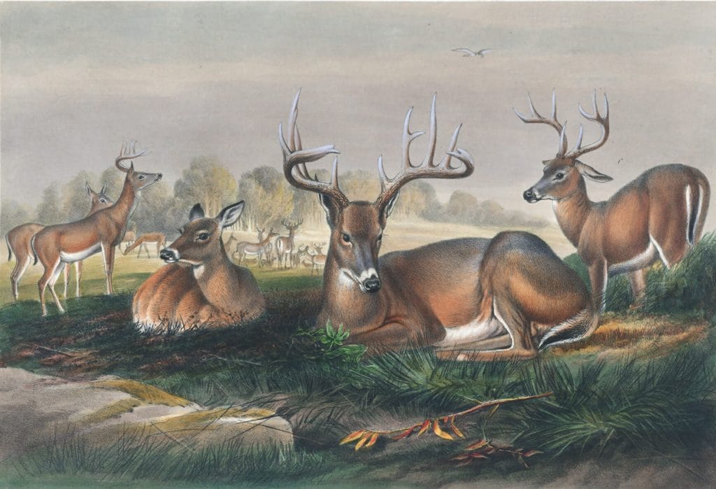 Vintage Illustrations Of White Tailed Deer In Public Domain