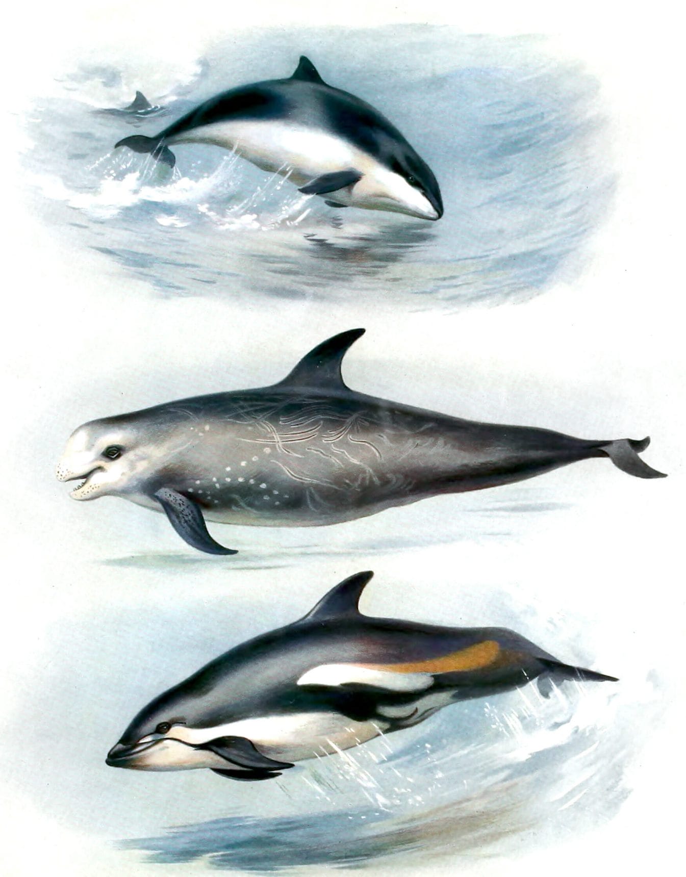 Vintage Porpoise Rissos Dolphin And White Sided Dolphin Illustration From The Public Domain