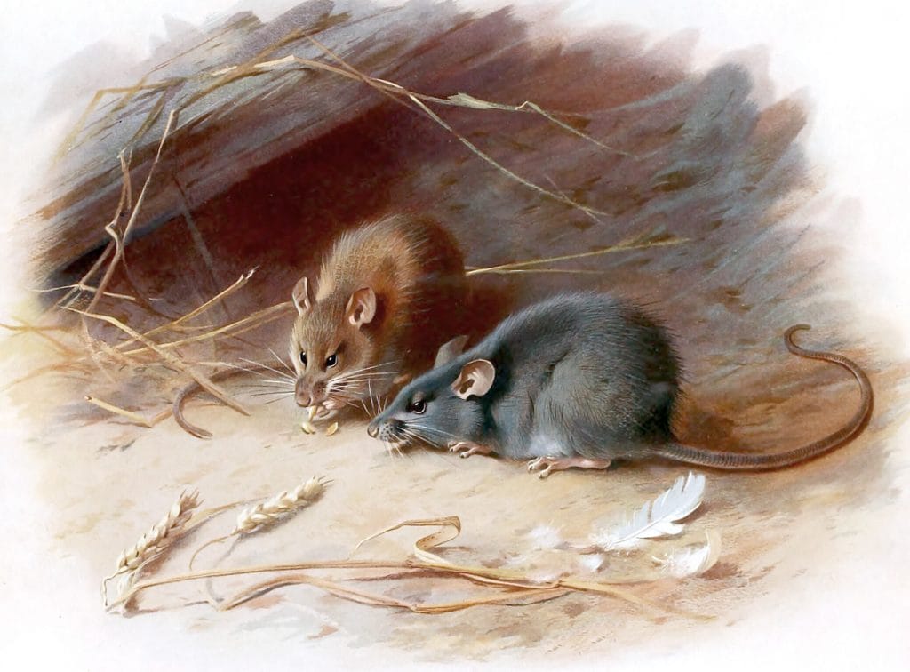 Vintage Rats Illustration From The Public Domain