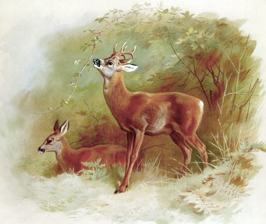 Vintage Roe Deer Illustration From The Public Domain