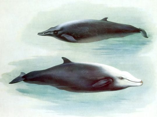 Vintage Sowerbys Whale And Cuviers Whale Illustration From The Public Domain