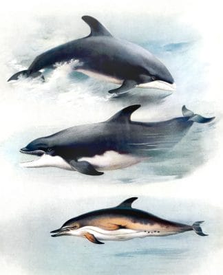 Vintage White Beaked Dolphin Bottle Nosed Dolphine And Common Dolphin Illustration From The Public Domain