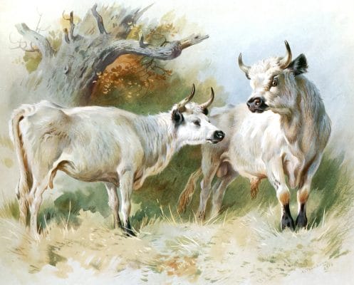 Vintage Wild Cattle Illustration From The Public Domain