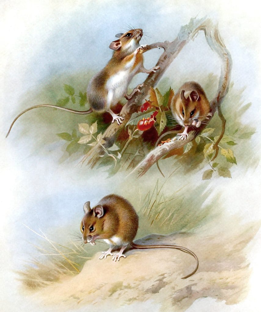 Vintage Wood Mouse Illustration From The Public Domain