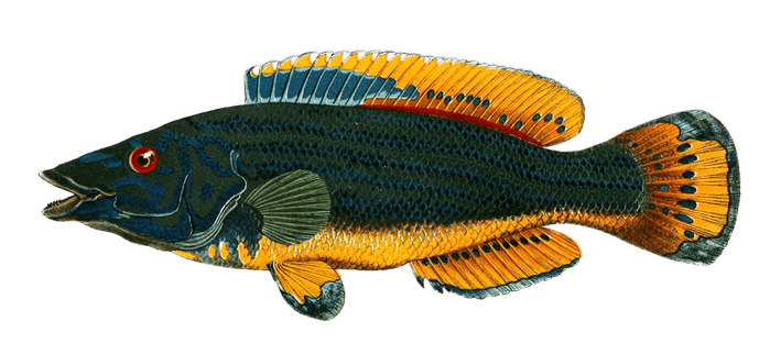 Vintage Wrasse fish illustration
