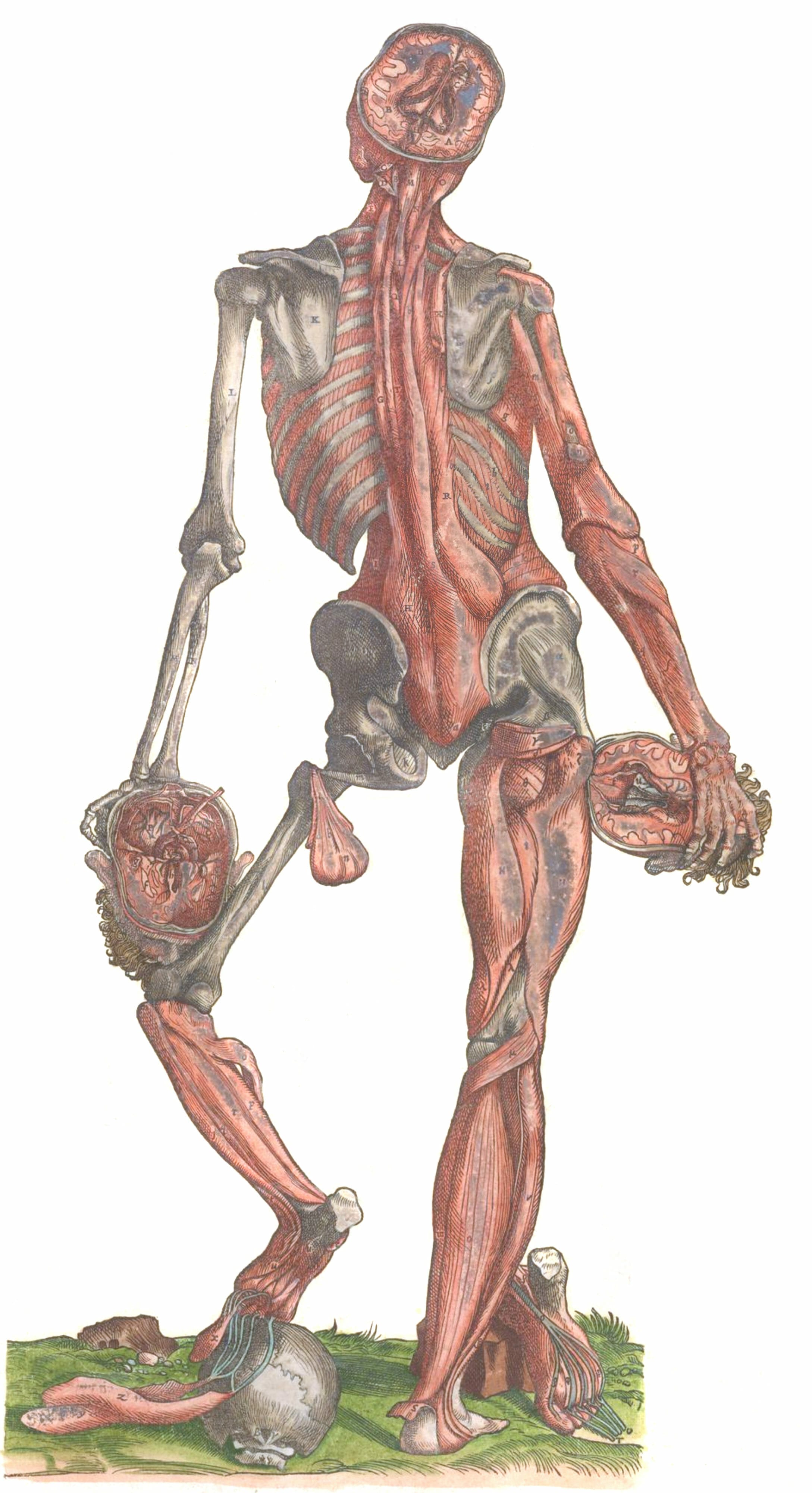 human anatomy wallpaper art