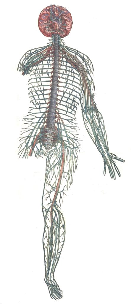 Vintage Anatomy Illustration A Complete Skeleton With Nervous System Showing