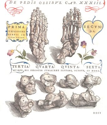 Vintage Anatomy Illustration Bones Stucture Of Feet
