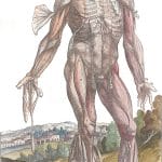 Vintage Anatomy Illustration Of Male Stading Showing Muscle And Skin