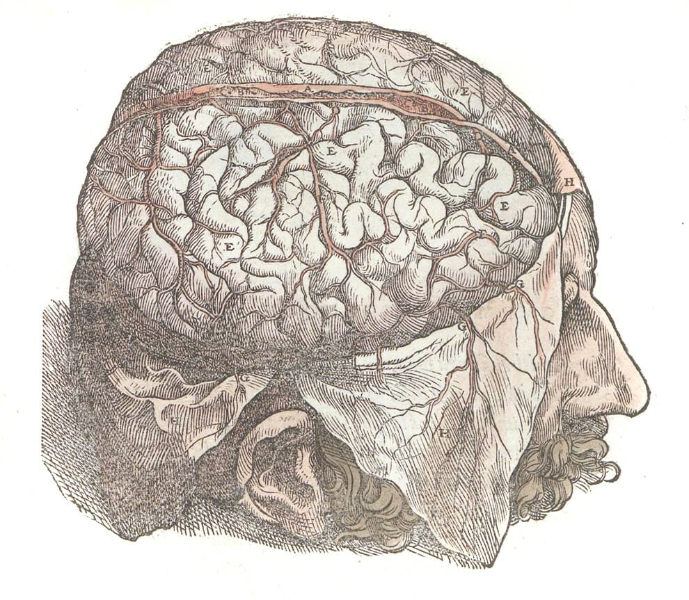 Vintage Illustration Of The Head Brain Exposed