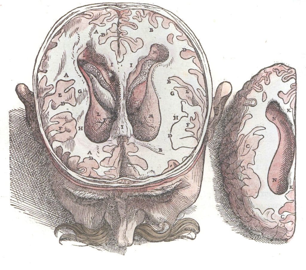 Vintage Illustration Of The Head With A Coss Section The The Brain