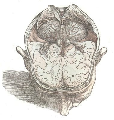 Vintage Illustration Of The Head With A Coss Section The The Brain5