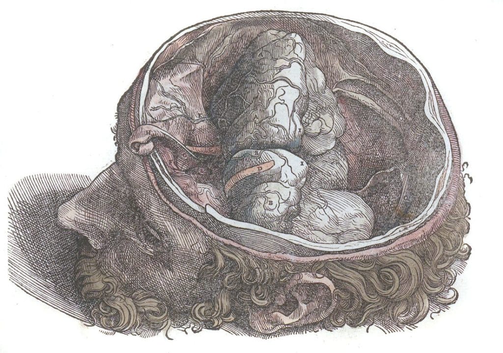 Vintage Illustration Of The Head With Brain Removed